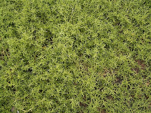 Slenderleaf iceplant: Mesembryanthemum nodiflorum growing in La Fajana , Barlovento , La Palma , Canary Islands