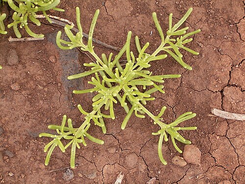 Slenderleaf iceplant: Mesembryanthemum nodiflorum growing in La Fajana , Barlovento , La Palma , Canary Islands