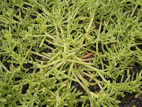 Slenderleaf iceplant: Mesembryanthemum nodiflorum growing in La Fajana , Barlovento , La Palma , Canary Islands