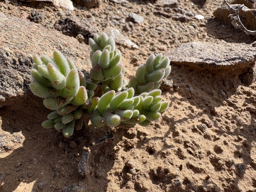 Shaggy woodfig (Mesembryanthemum tomentosum)