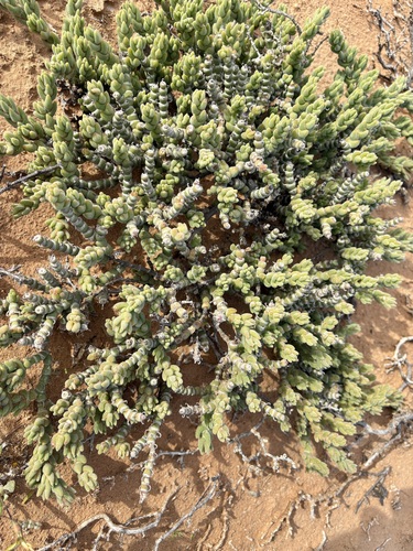Shaggy woodfig (Mesembryanthemum tomentosum)
