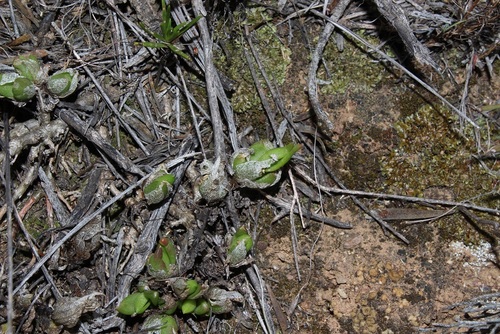 Mesembryanthemum tortuosum (Mesembryanthemum tortuosum)