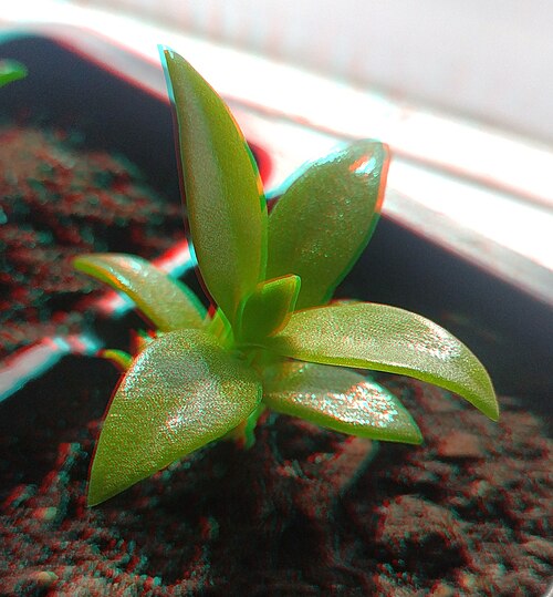Mesembryanthemum tortuosum: This 3D anaglyph photo of sceletium tortuosum seedling can be observed via red-cyan glasses.