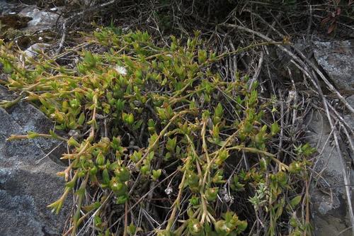 Mesembryanthemum tortuosum (Mesembryanthemum tortuosum)