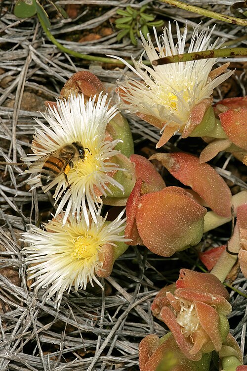 Mesembryanthemum tortuosum: Mesembryanthemum turtuosum , flowers, with visiting African honey bee ( Apis mellifera scutellata ); farm Oorlogskloof, Nieuwoudtville, Northern Cape, South Afr