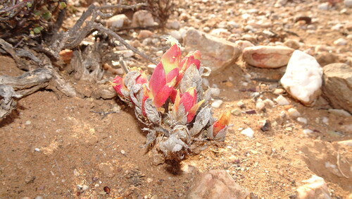 Mesembryanthemum tortuosum (Mesembryanthemum tortuosum)
