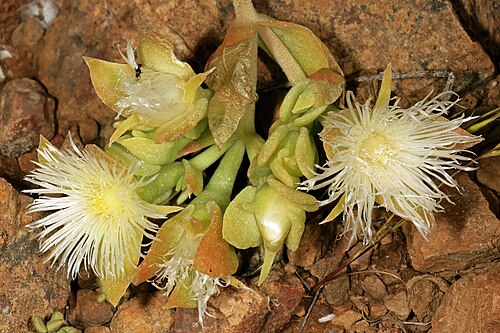 Mesembryanthemum tortuosum: Mesembryanthemum turtuosum , flowers; farm Oorlogskloof, Nieuwoudtville, Northern Cape, South Africa