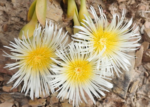 Mesembryanthemum tortuosum (Mesembryanthemum tortuosum)