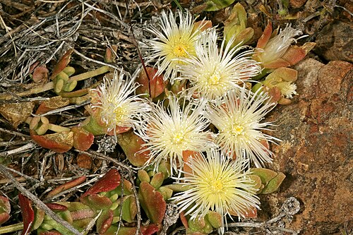 Mesembryanthemum tortuosum: Mesembryanthemum turtuosum , flowers; farm Oorlogskloof, Nieuwoudtville, Northern Cape, South Africa