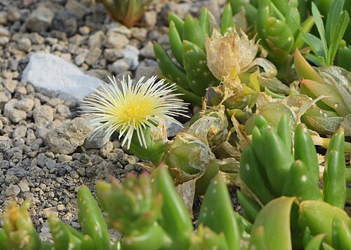 Mesembryanthemum tortuosum: Mesembryanthemum tortuosum in the Botanischer Garten Halle