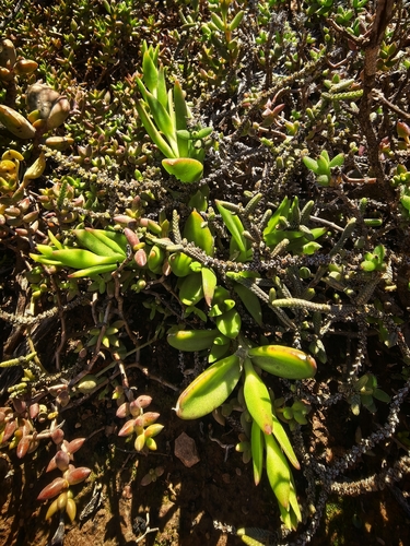Mesembryanthemum tortuosum (Mesembryanthemum tortuosum)