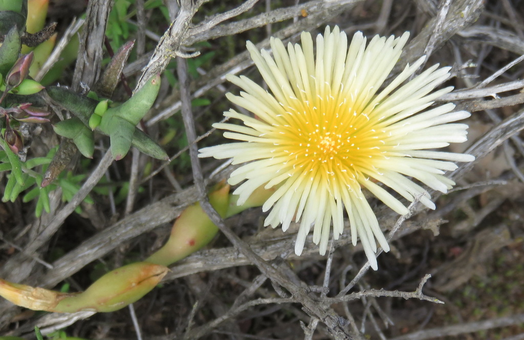 Mesembryanthemum tortuosum (Mesembryanthemum tortuosum)