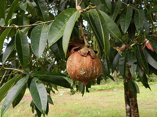 Ceylon ironwood: Fruiting Mesua ferrea in a forest nursery close to Agumbe, Karnataka