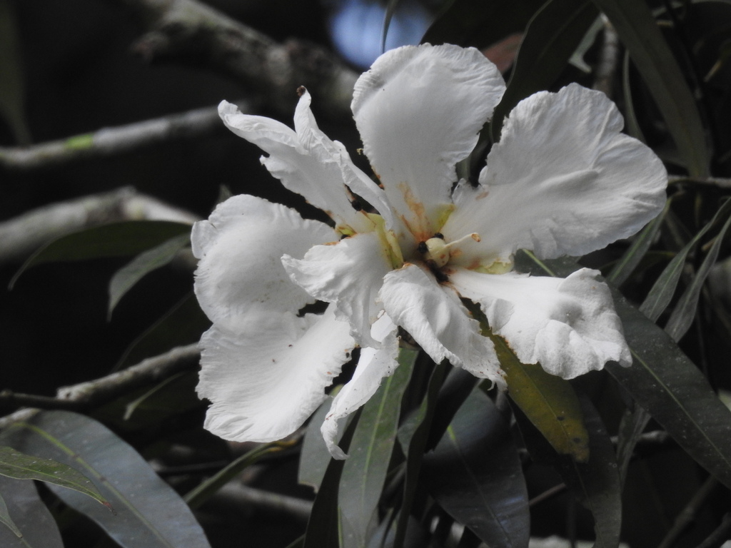 Ceylon ironwood (Mesua ferrea)