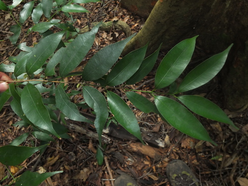 Ceylon ironwood (Mesua ferrea)