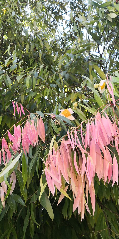 Ceylon ironwood: Mesua ferrea - Young leaves and flowers. December 2018. Location: Manting Park, Jinghong, Xishuangbanna, Yunnan, SW China. 21,992, 100,805