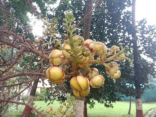 Ceylon ironwood: Fruits of Cobra saffron (Mesua ferrea) in West Bengal, India. Photo taken by Yogabrata Chakraborty, on August 12, 2022.