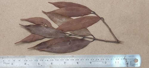Ceylon ironwood (Mesua ferrea)