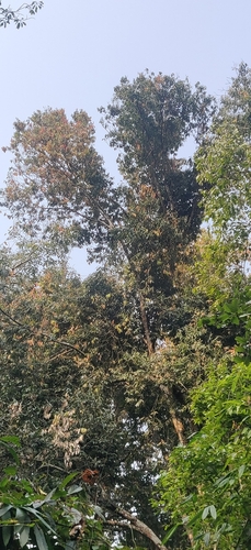 Ceylon ironwood (Mesua ferrea)