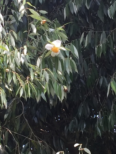 Ceylon ironwood (Mesua ferrea)