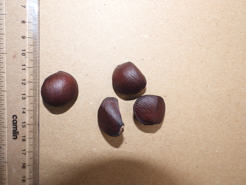Ceylon ironwood (Mesua ferrea)