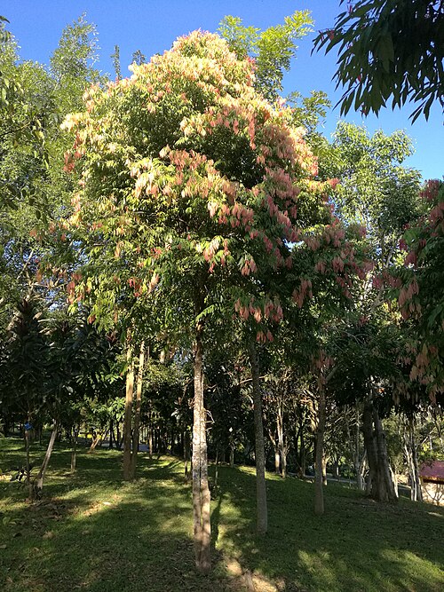 Ceylon ironwood: Mesua ferrea – Habitus. Dezember 2017. Location: Rainforest Park, Mengla City, Xishuangbanna, Yunnan, SW China. 21.461239,101.563400