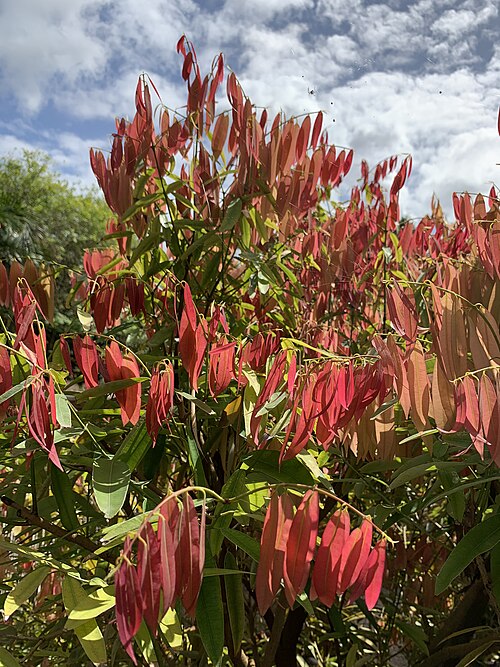 Ceylon ironwood: Mesua ferrea (Ceylon ironwood)– the red leaves of new growth as seen at Mounts Botanical Garden in West Palm Beach, Florida, USA