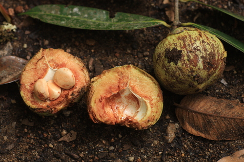 Ceylon ironwood (Mesua ferrea)