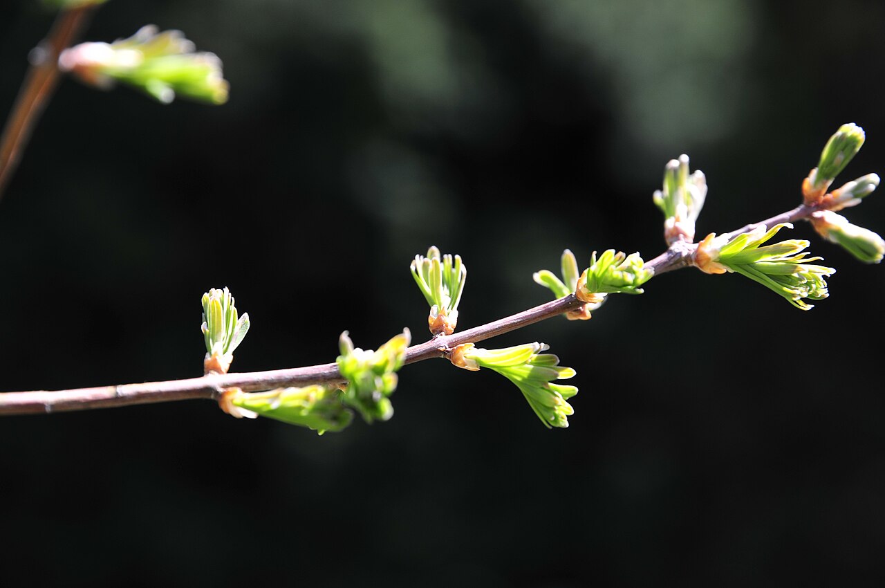 Dawn redwood: net uitlopende knoppen
