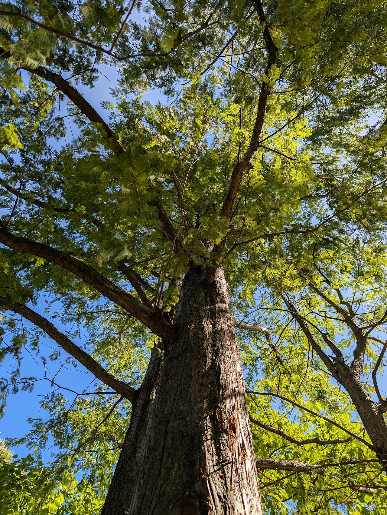 Dawn redwood: Metasequoia glyptostroboides, Montréal, QC H3C, Canada, 2025-09-21 (iNaturalist).