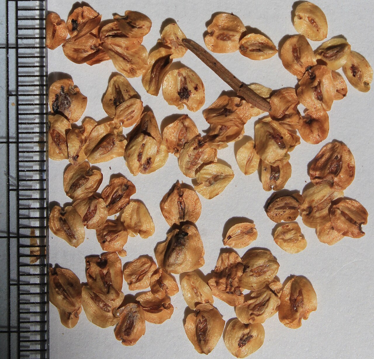 Dawn redwood: Metasequoia glyptostroboides seeds.