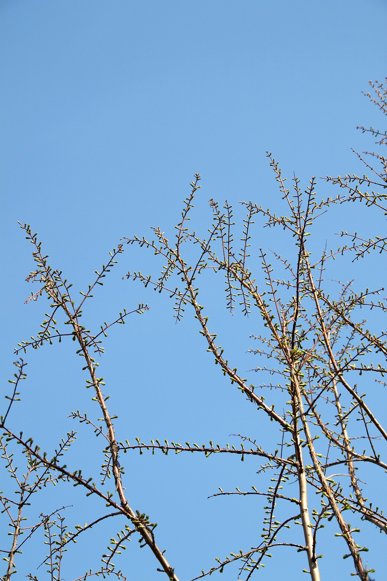 Dawn redwood: Dawn Redwood ( Metasequoia glyptostroboides ) branches, Marki, Poland.