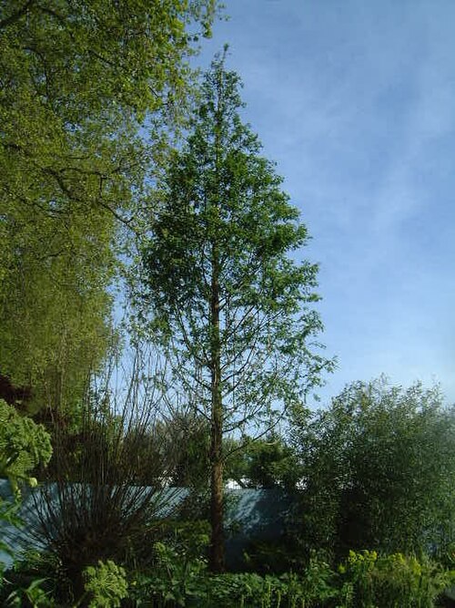 Dawn redwood: Metasequoia glyptostroboides