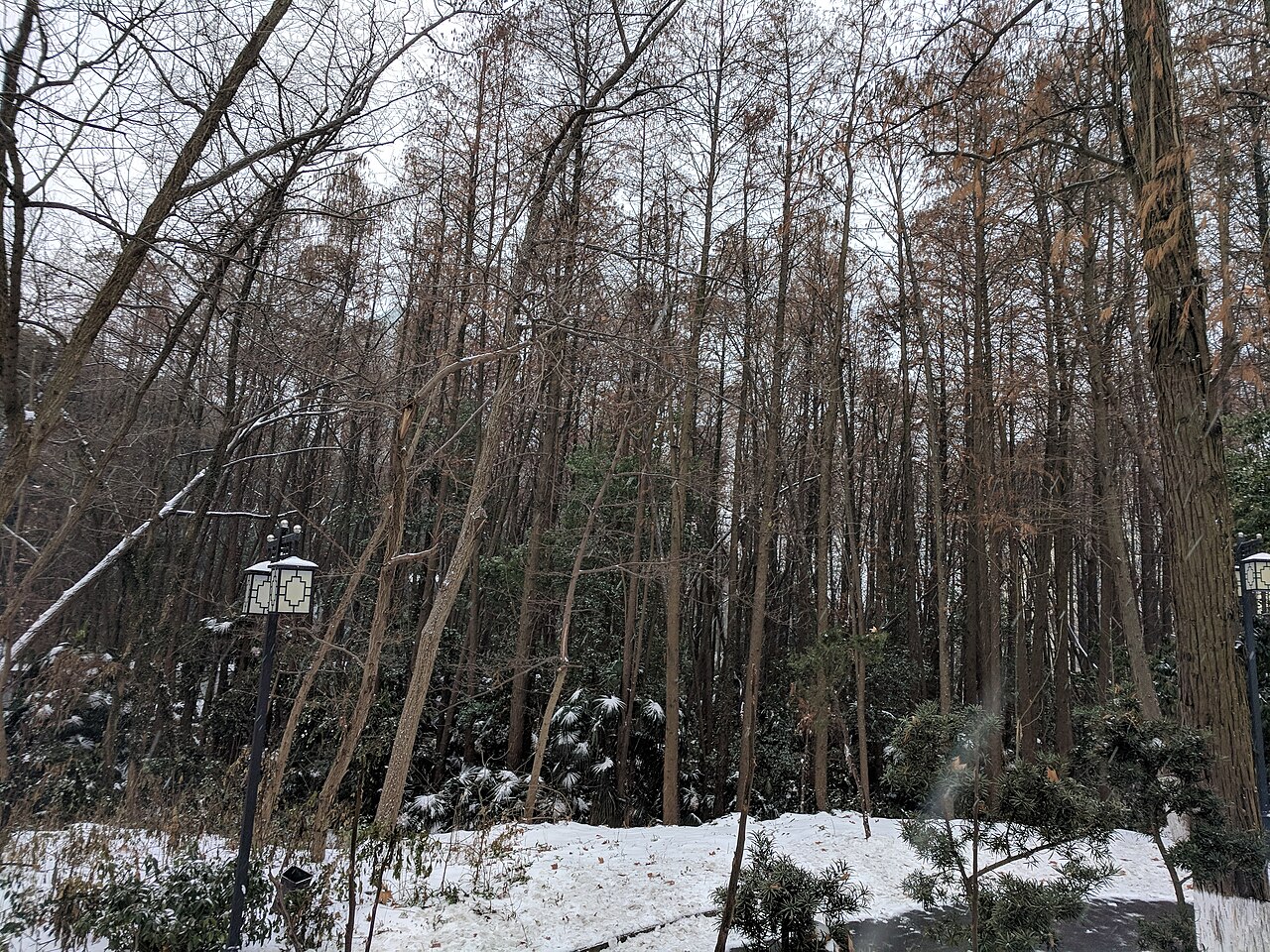 Dawn redwood: Metasequoia glyptostroboides , photographed in Central China Normal University, Wuhan, Hubei Province, China