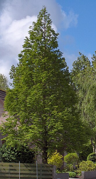 Dawn redwood (Metasequoia glyptostroboides)