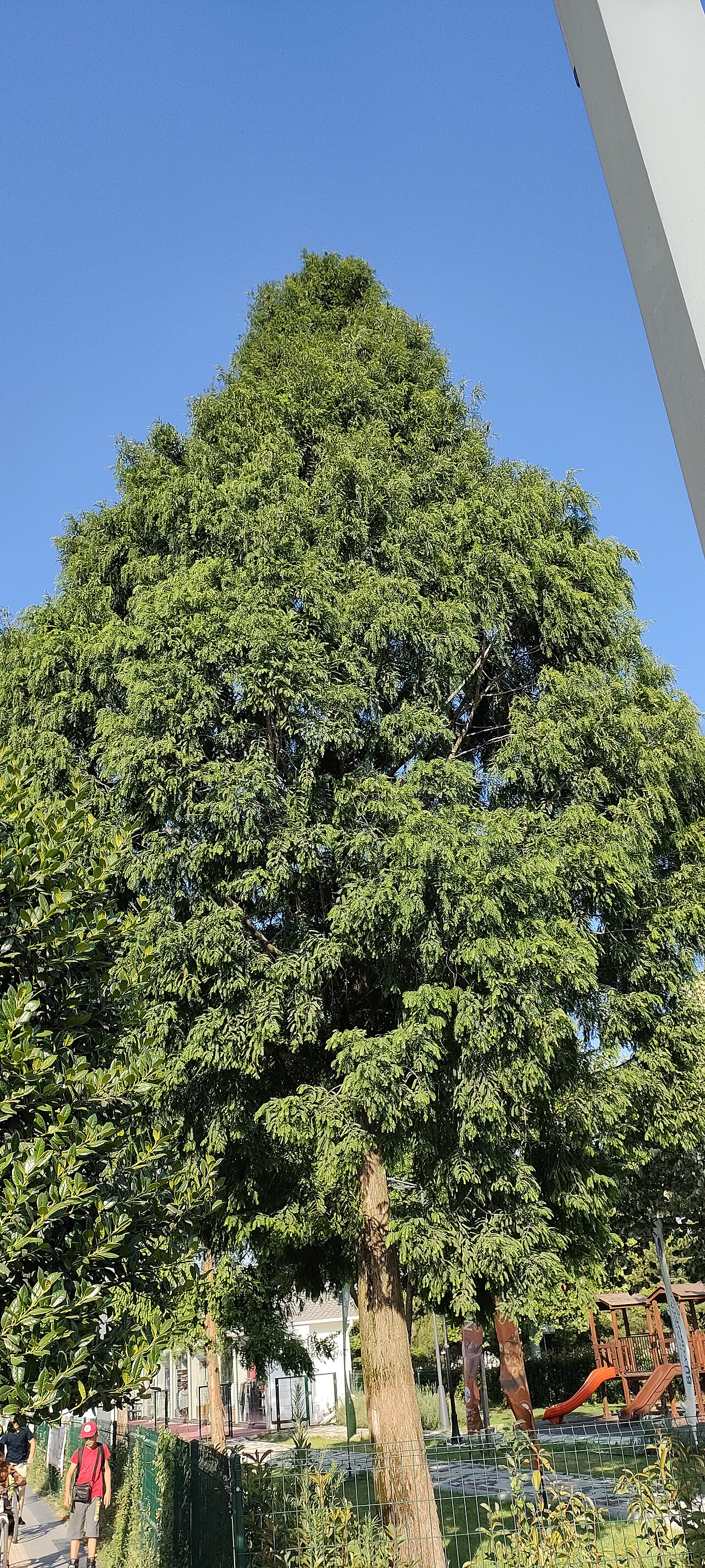 Dawn redwood: Su Ladini (Metasequoia Glyptostroboides) Serdivan/Sakarya 21.06.2024