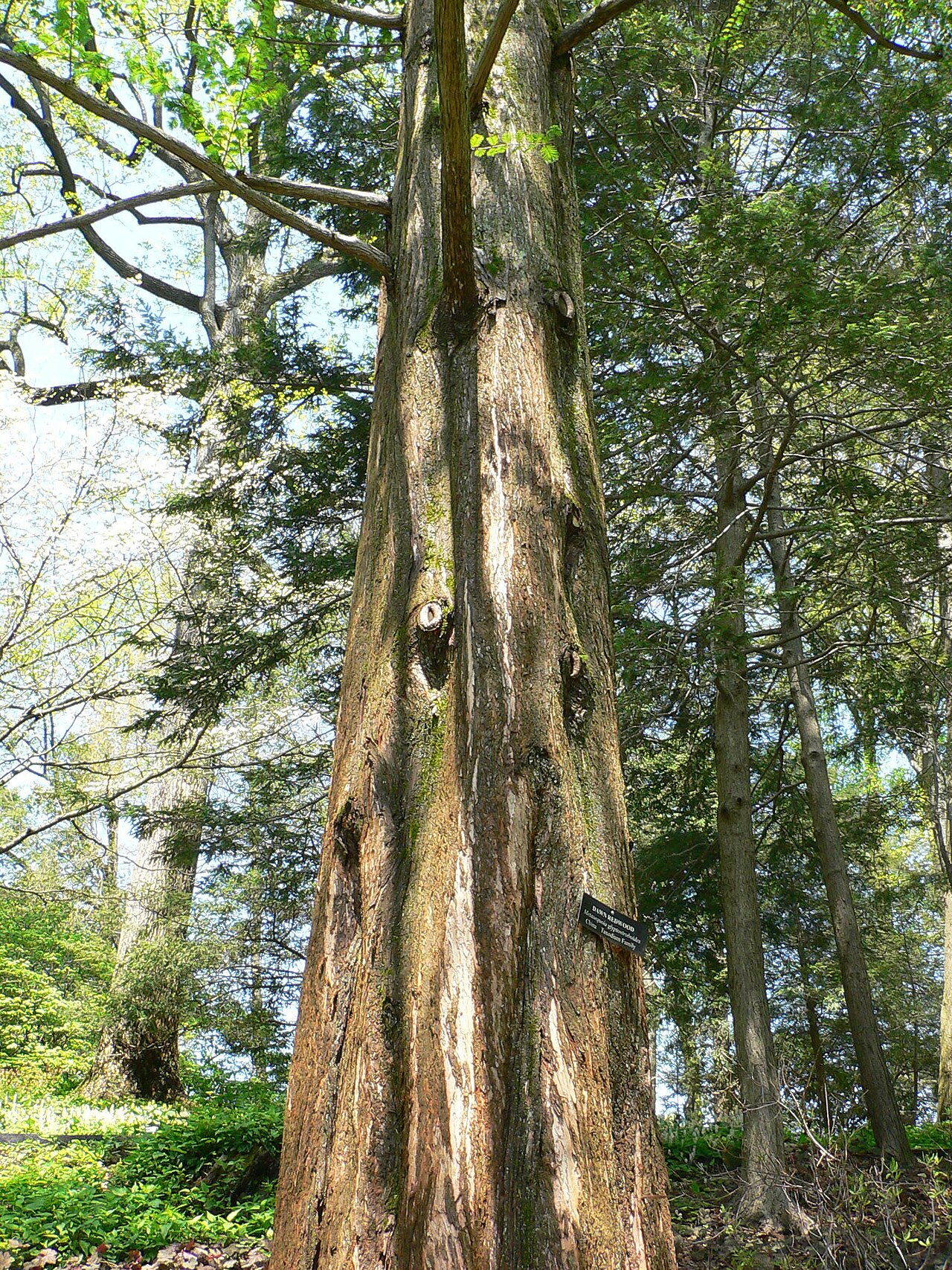 Dawn redwood (Metasequoia glyptostroboides)