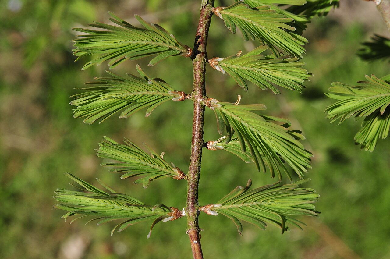 Dawn redwood: jong schot, keurig tegenoverstaand