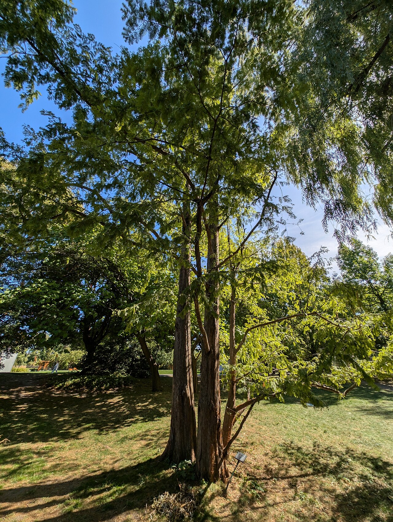 Dawn redwood: Metasequoia glyptostroboides, Montréal, QC H3C, Canada, 2025-09-21 (iNaturalist).