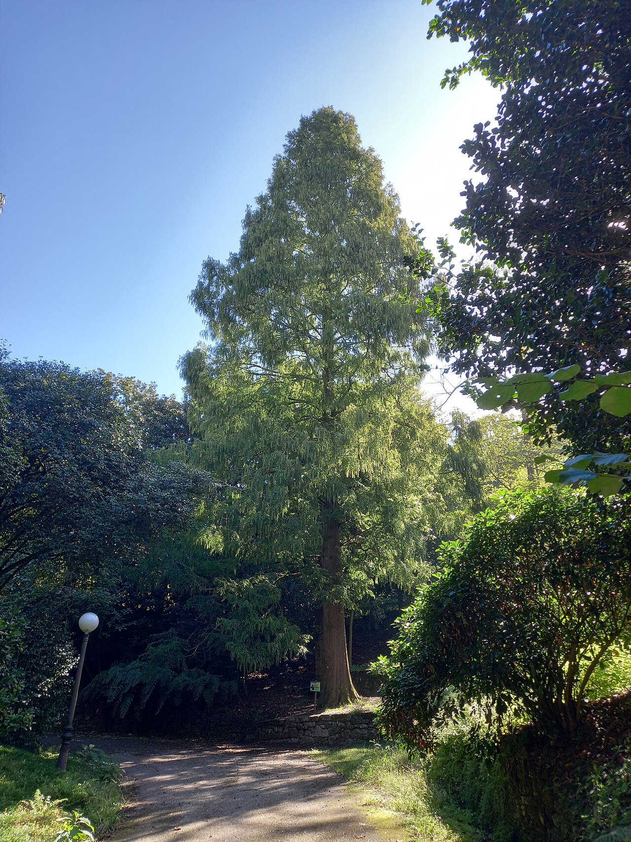 Dawn redwood: foto metasequoia lourizán