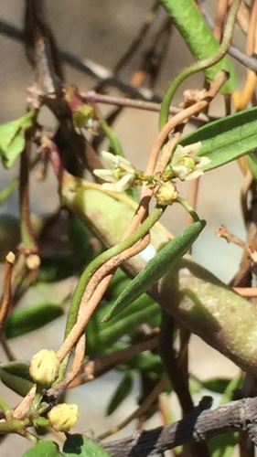 Metastelma californicum (Metastelma californicum)