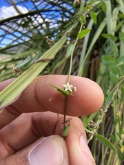 Metastelma californicum (Metastelma californicum)