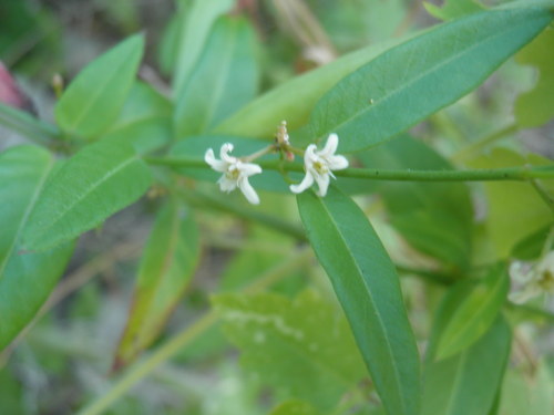 Metastelma californicum (Metastelma californicum)