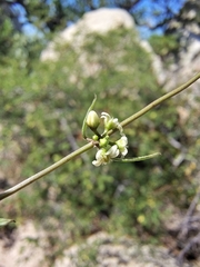 Metastelma californicum (Metastelma californicum)