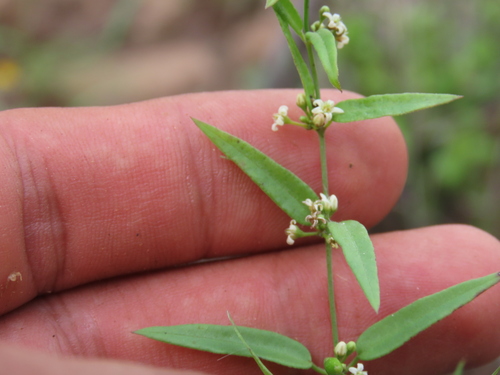Metastelma californicum (Metastelma californicum)