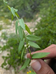 Metastelma californicum (Metastelma californicum)