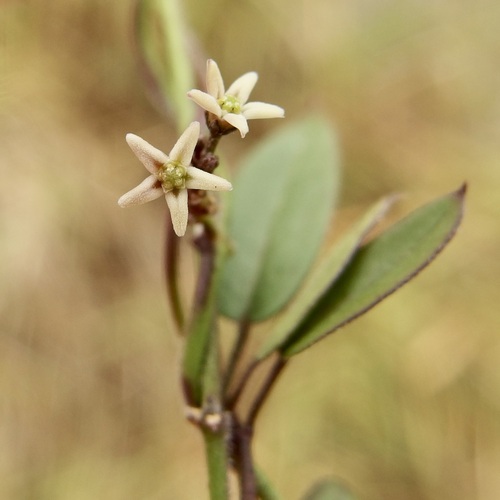Metastelma cuneatum (Metastelma cuneatum)