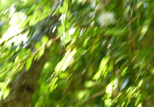 Metrosideros diffusa