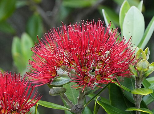 Pohutukawa: An infloresence of pōhutukawa