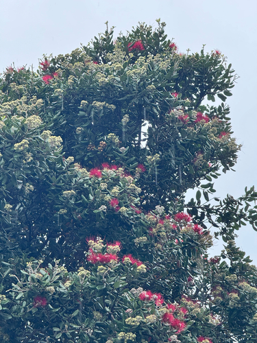 Pohutukawa (Metrosideros excelsa)